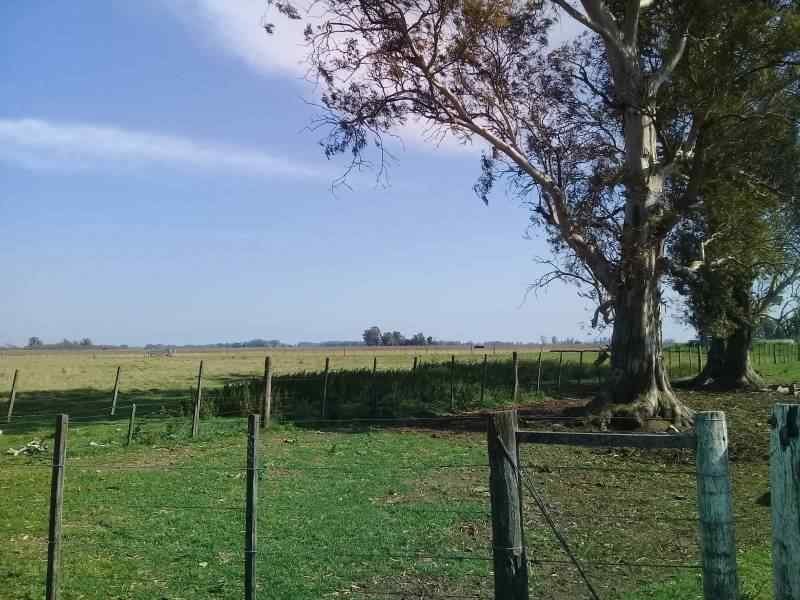 Campos en Mercedes / Buenos Aires / Argentina - foto 3